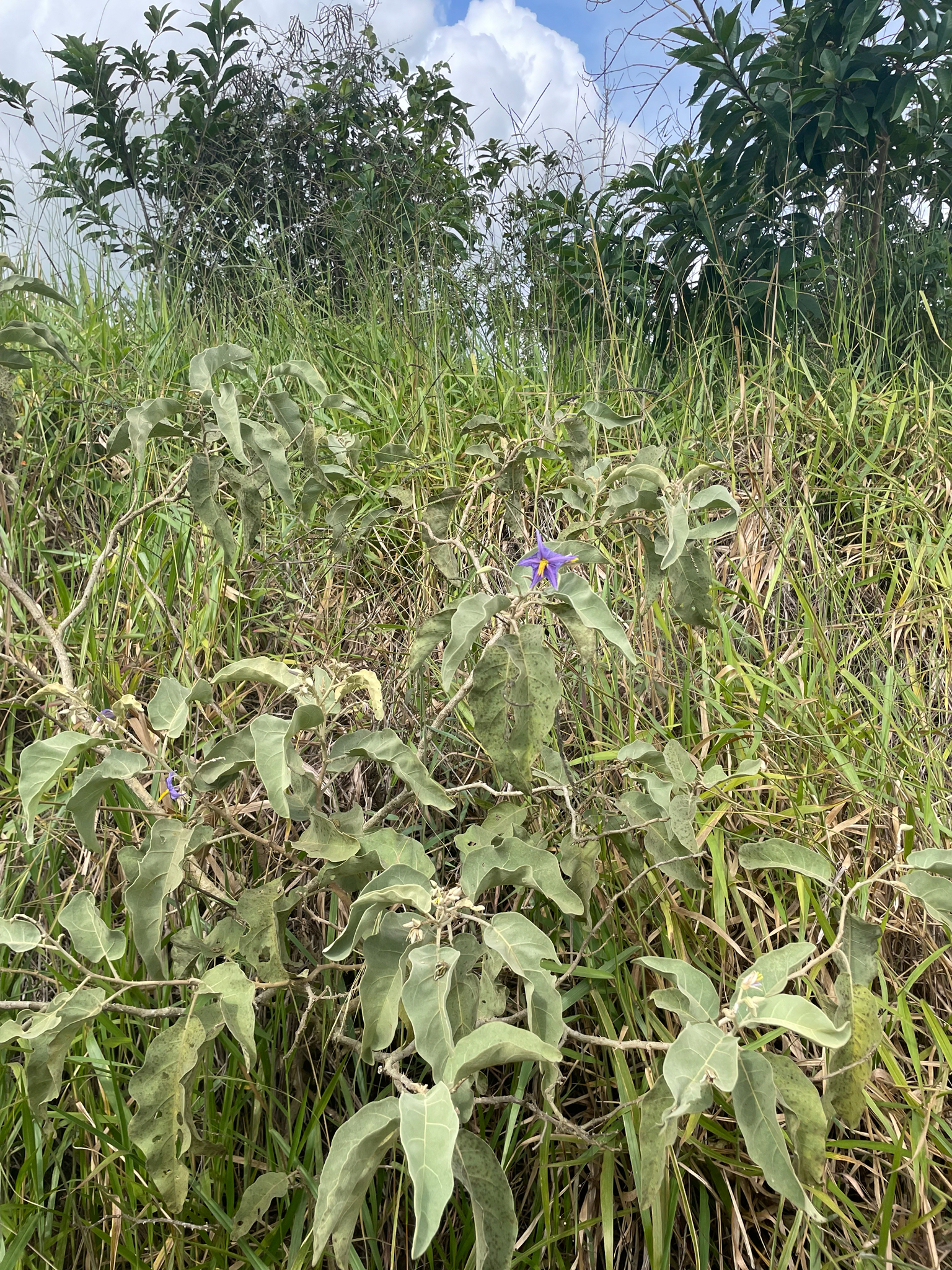 Solanum lycocarpum