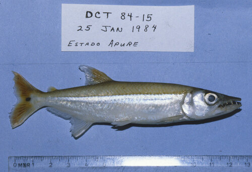 Smallscale freshwater barracuda (Acestrorhynchus microlepis) — Acestrorhynchidae — 4