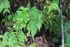 Loxsoma cunninghamii