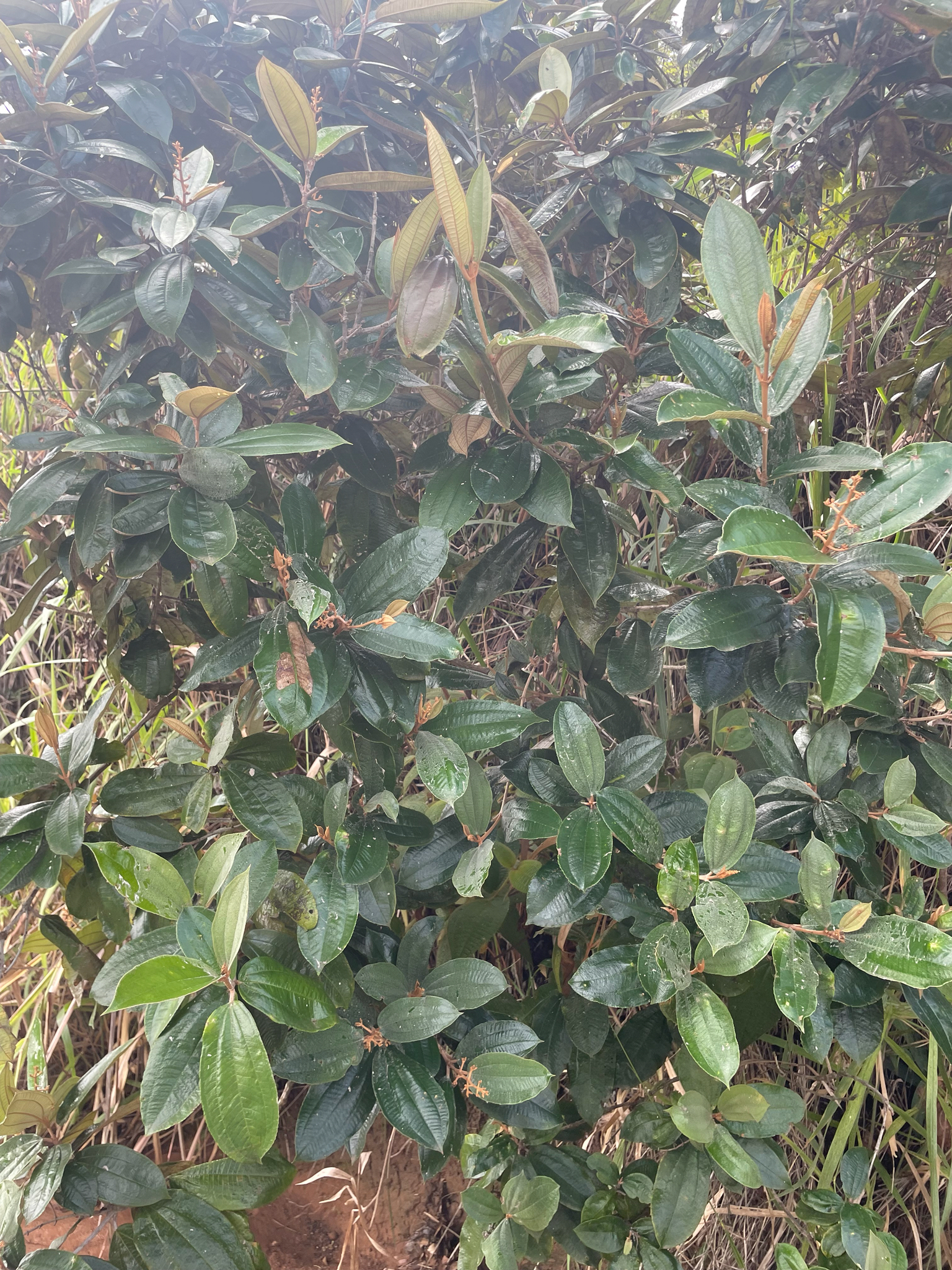 Miconia albicans