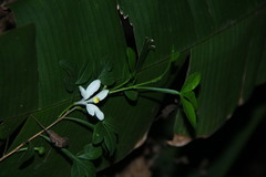 Naregamia alata