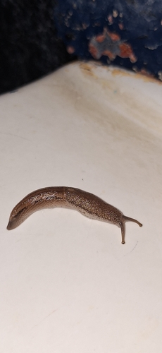 Southern Tailed Slug