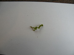 Drummondia prorepens