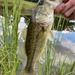 Largemouth Bass - Photo (c) michaellicon, some rights reserved (CC BY-NC)