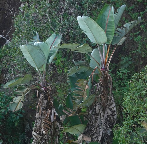 mountain bird-of-paradise flower