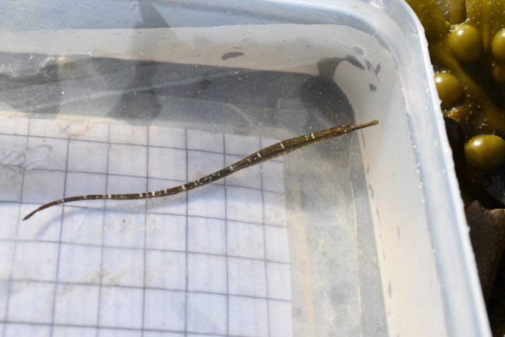 Lesser pipefish (Syngnathus rostellatus) — Syngnathidae