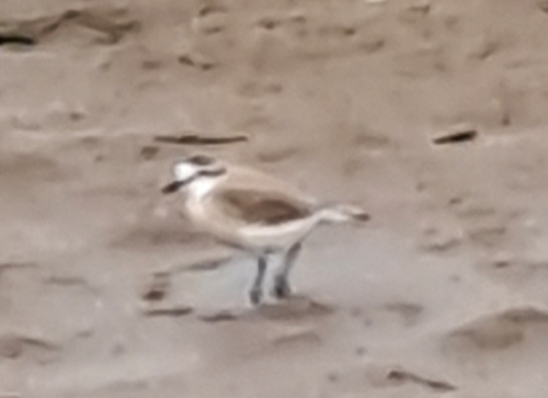 iNaturalist image