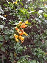Streptosolen jamesonii