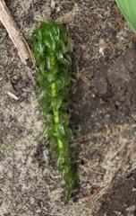 Lagarosiphon major