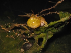 Acris crepitans
