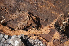 Leptorchestes berolinensis