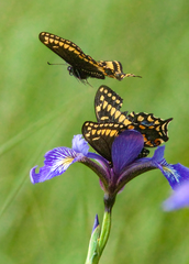 Papilio brevicauda bretonensis
