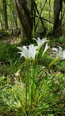 Zephyranthes atamasco