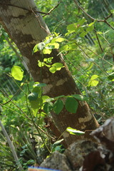 Dalbergia latifolia