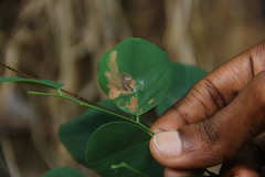 Dalbergia latifolia