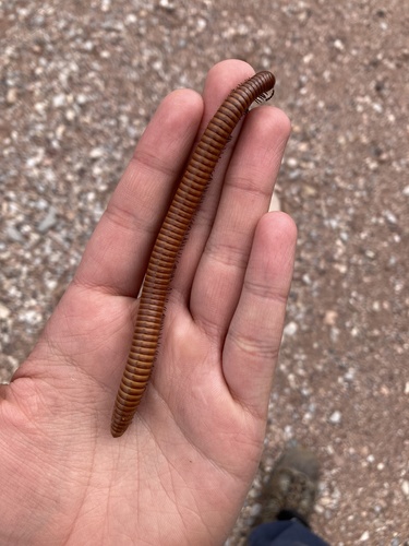 Orthoporus ornatus