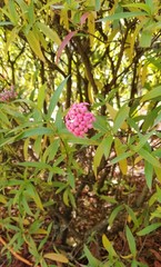 Arachnothryx leucophylla