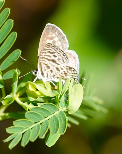 Common Zebra Blue Complex