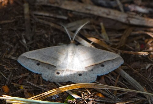 Peahen Moth