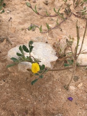 Medicago minima