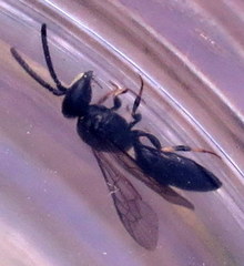 Hylaeus difficilis