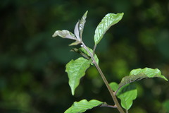 Embelia tsjeriam-cottam