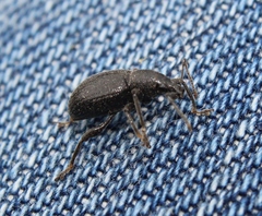 Otiorhynchus meridionalis