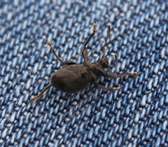 Otiorhynchus meridionalis