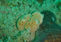 Hemimycale columella