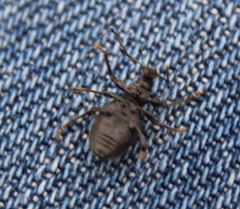 Otiorhynchus meridionalis