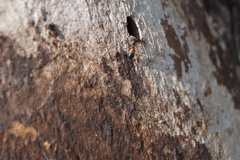 Leptorchestes berolinensis