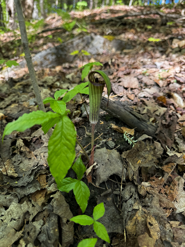 Jack-in-the-Pulpit