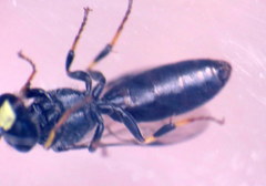 Hylaeus difficilis
