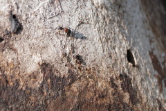 Leptorchestes berolinensis