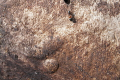 Leptorchestes berolinensis