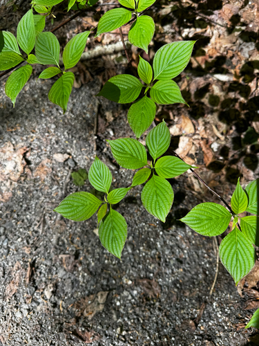 alternate-leaved dogwood
