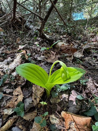 pink lady's slipper