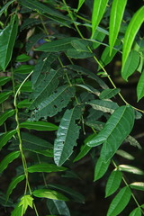Ailanthus triphysa