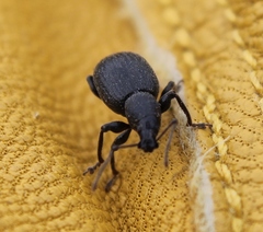 Otiorhynchus meridionalis