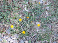 Centaurea solstitialis solstitialis