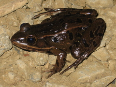 Lithobates kauffeldi