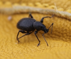 Otiorhynchus meridionalis