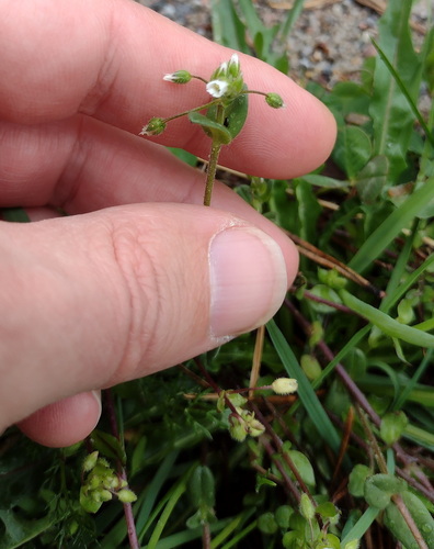 Cerastium semidecandrum, photograph 2
