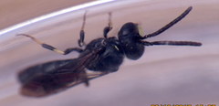 Hylaeus difficilis
