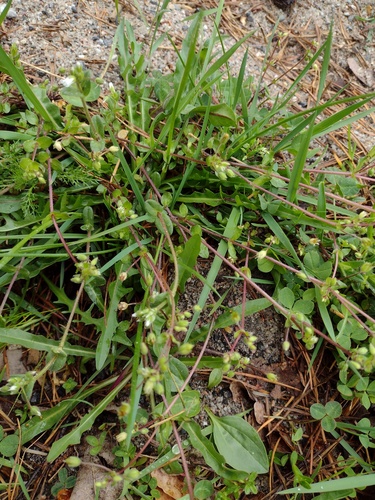Cerastium semidecandrum, photograph 1