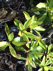 Brachyglottis kirkii