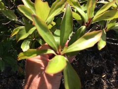 Brachyglottis kirkii