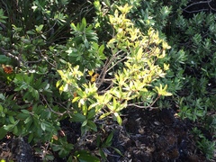 Brachyglottis kirkii