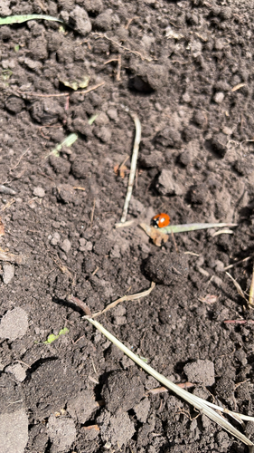 Seven-spotted Lady Beetle