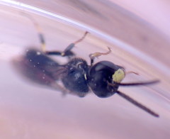 Hylaeus difficilis